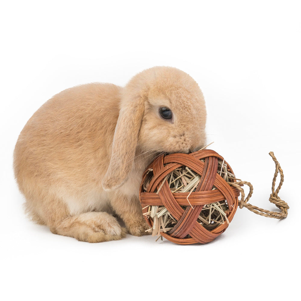 Guinea Pig Chewing Toy – Durable Teeth Grinding Wood Block